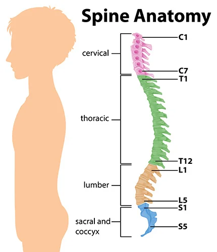Spinal Cord Injury - Spine Anatomy Diagram